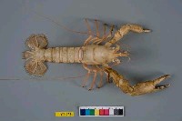 藏品(史氏擬海螯蝦)的圖片